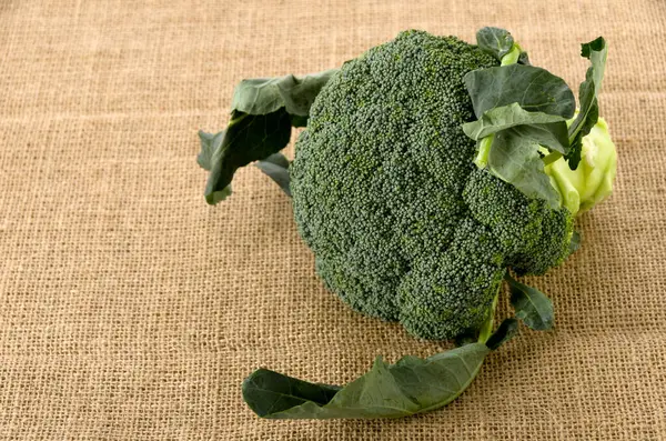 Čerstvá Brokolice Hřbetě — Stock fotografie