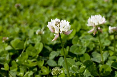 Yonca (beyaz yonca) çiçekleri