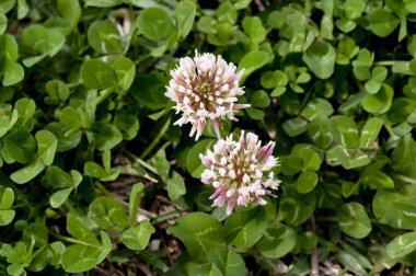 Yonca (beyaz yonca) çiçekleri