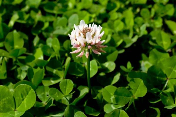 Clover (white clover) flowers