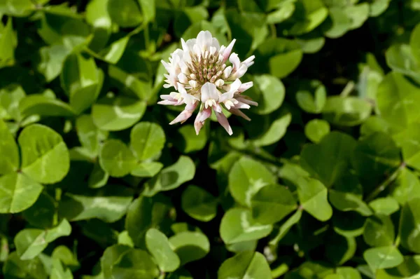 Blüten Des Klees Weißklee — Stockfoto