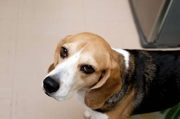 Perro Beagle Tricolor — Foto de Stock