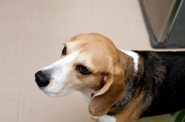 Perro Beagle Tricolor — Foto de Stock