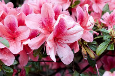 Azaleas, baharda açan çiçekler