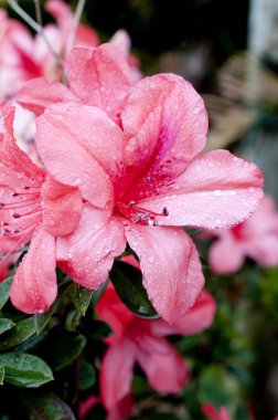 Azaleas, baharda açan çiçekler