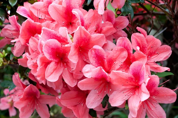 Azaleas Flowers Blooming Spring — Stock Photo, Image