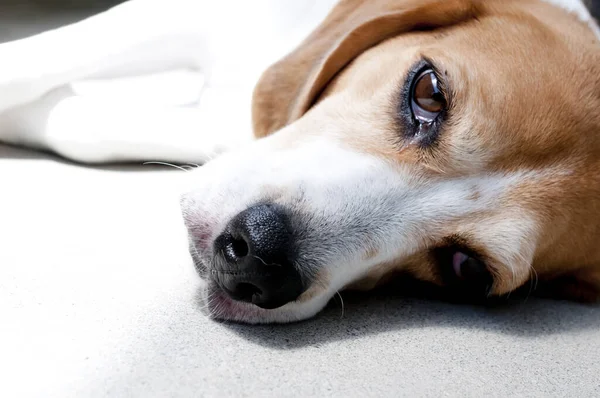 Nahaufnahme Eines Dreifarbigen Beagle Hundes — Stockfoto