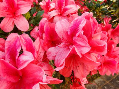 Azaleas, baharda açan çiçekler. 