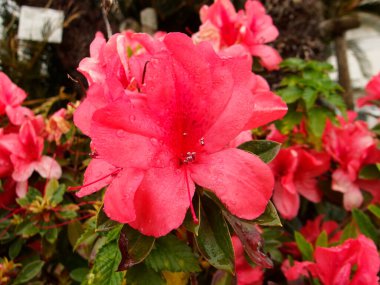 Azaleas, baharda açan çiçekler. 