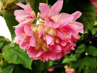 Dombeya wallichii veya pembe top ya da pembe top ağacı