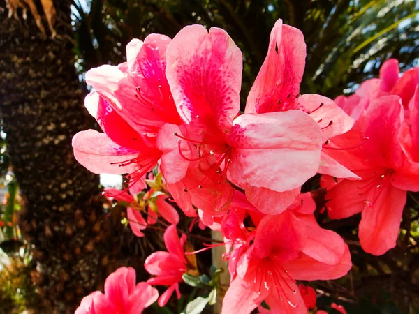 Azaleas Flowers Blooming Spring — Stock Photo, Image