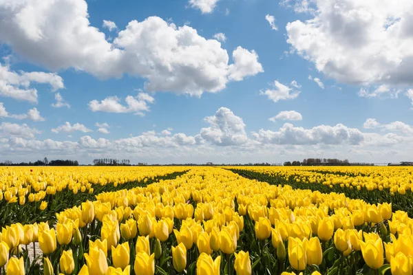 Gele tulpenvelden onder een bewolkte blauwe hemel — Stockfoto