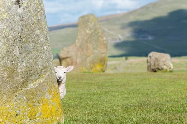 Agneau au cercle de pierre de Castlerigg — Photo