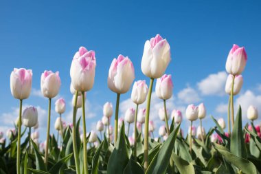 Beyaz ile mavi gökyüzü karşı bir alanda Pembe Laleler