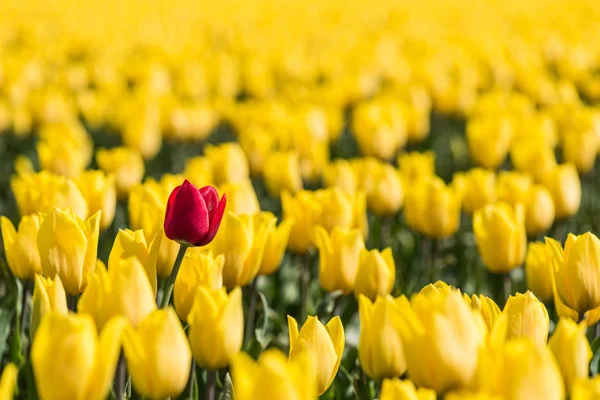 Eine rote Tulpe steht in einem Feld aus gelben Tulpen — Stockfoto