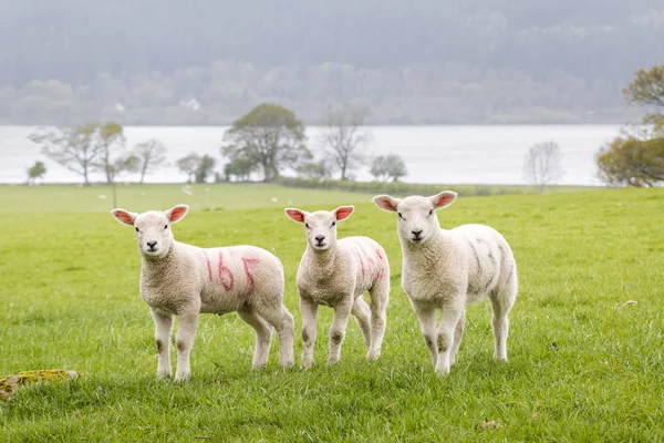 Drie schattige kleine lammeren op een rij — Stockfoto