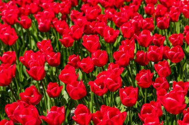 Tam Bloom kırmızı lale