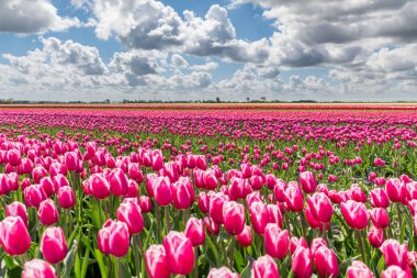 Lale alanları tam Bloom