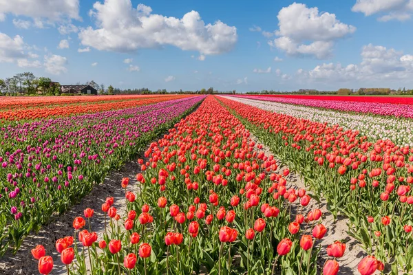 Paisagem com campos de tulipas floridos — Fotografia de Stock