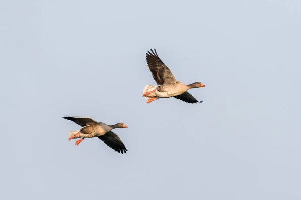 Δύο Greylag Geese στην πτήση — Φωτογραφία Αρχείου