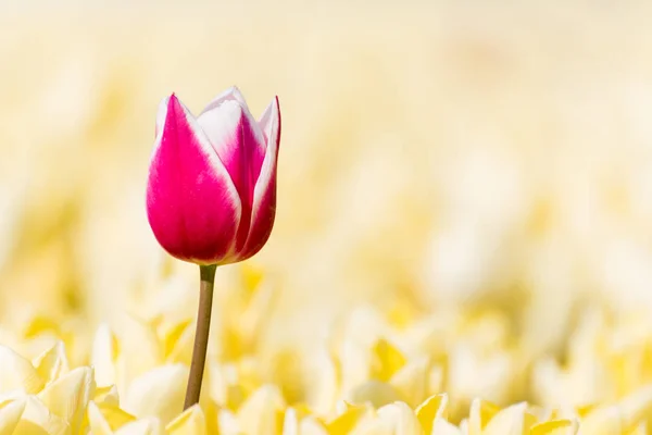 Uma tulipa vermelha em um campo com tulipas amarelas — Fotografia de Stock