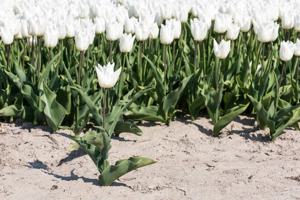 Tulipán blanco de pie ante un campo con tulipanes blancos —  Fotos de Stock