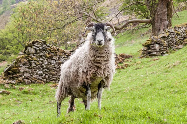 Een swaledale schapen in het Lake District — Stockfoto