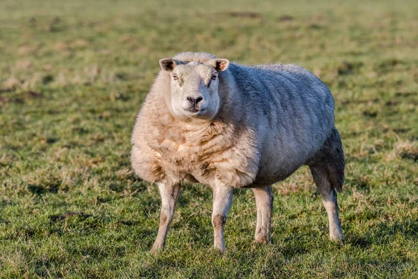 Portret van een schaap poseren in een weiland. — Stockfoto