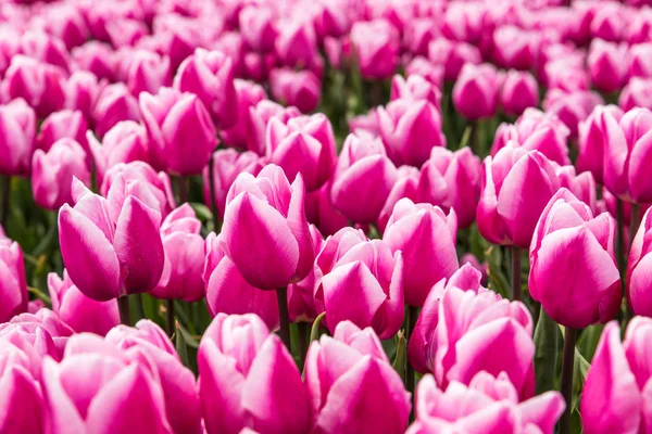 Um campo de tulipas rosa na Holanda — Fotografia de Stock