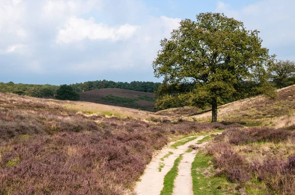 Sandy path across a the heather — Stock Photo, Image