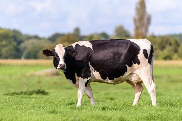 Uma vaca holandesa está de pé em um campo — Fotografia de Stock