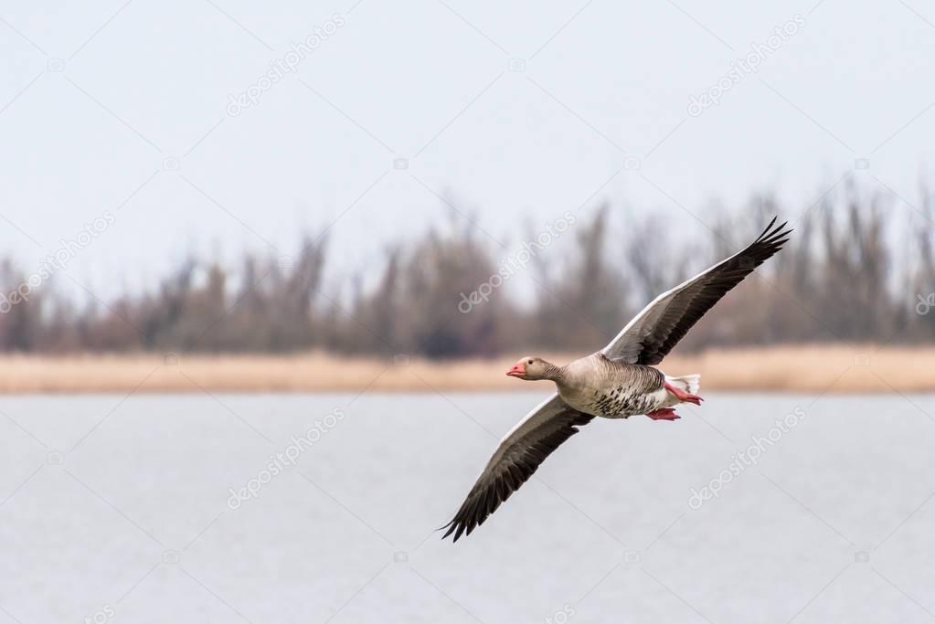 A greylag goose is flying over a lake