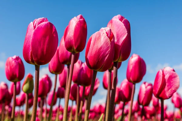 Vibrantes tulipanes rosados contra un cielo azul —  Fotos de Stock
