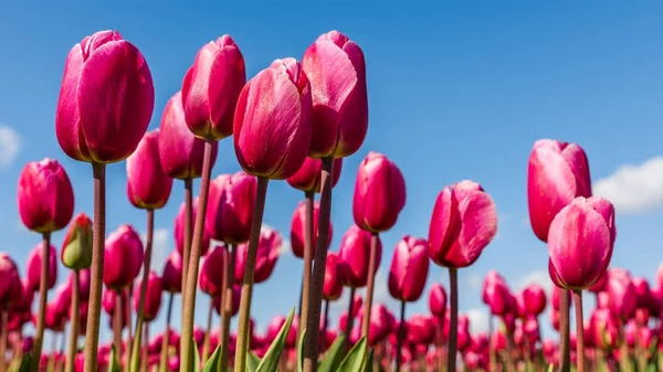 Tulipas rosa vibrantes contra um céu azul — Fotografia de Stock