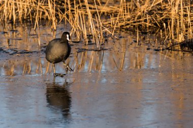 Bir tavuk ince buz üzerinde yürüyor