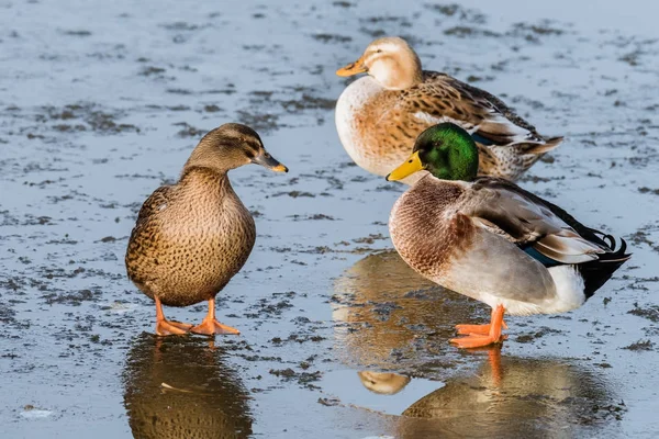 Три утки стоят на замерзшем пруду — стоковое фото