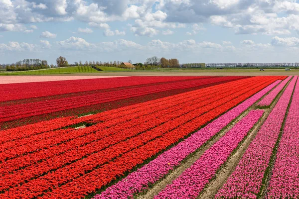 Campos de tulipas com tulipas vermelhas e rosa — Fotografia de Stock