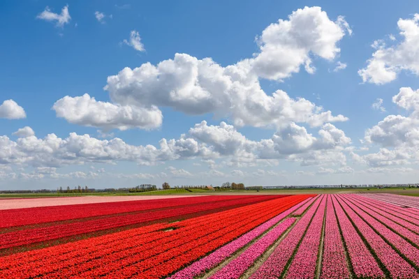 Beaux champs de tulipes rouges et roses sous un ciel bleu nuageux — Photo