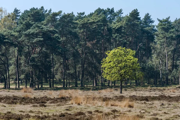 A single young chestnut tree against a background of dark green