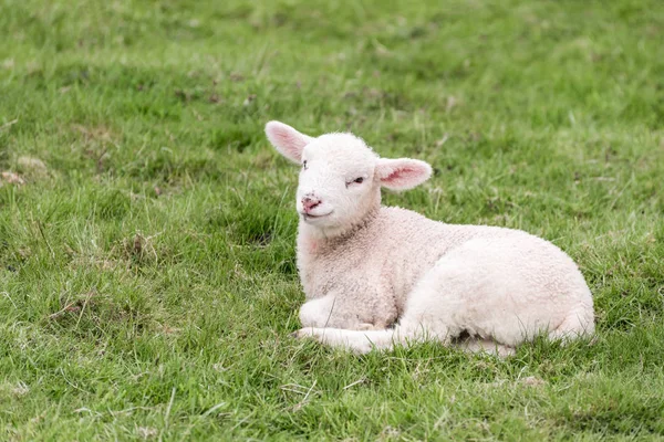 Een schattig lam ligt in het gras — Stockfoto