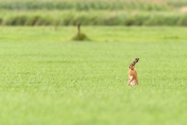 Bir tavşan bir alanda ayakta