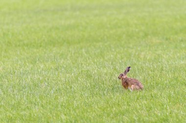Bir tavşan çim yeme açık bir alanda oturuyor