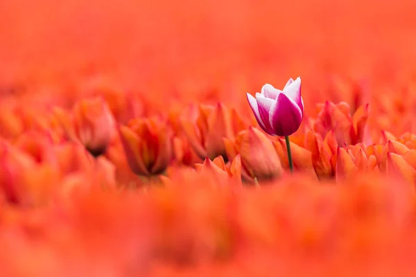 Ein lila mit weißer Tulpe steht in einem Feld aus orangefarbener Tulpe — Stockfoto
