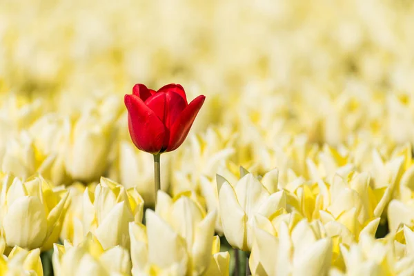 Uma única tulipa vermelha crescendo em um campo cheio de tulipas amarelas — Fotografia de Stock