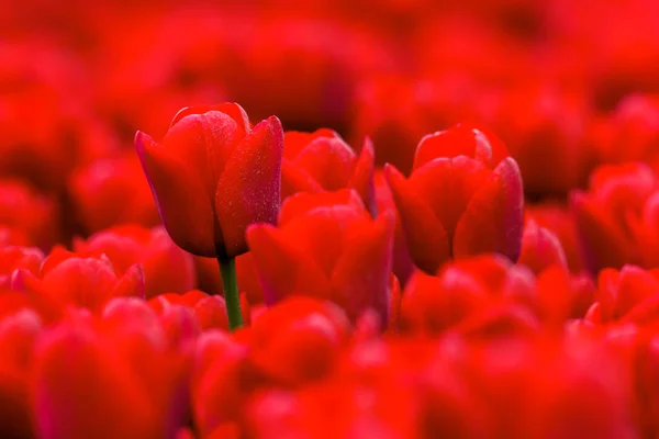 Vollbild-Hintergrund roter Tulpen im Frühling — Stockfoto