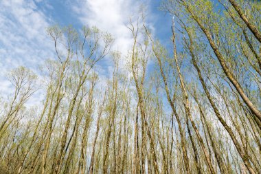 Güzel bir gün bahar sırasında genç taze yaprakları ile uzun boylu ağaçlar