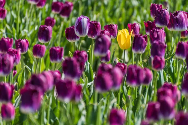Un solo tulipán amarillo creciendo en un campo lleno de tulipanes morados —  Fotos de Stock