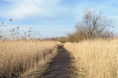 Oostvaardersplassen, reed ile önde gelen patika
