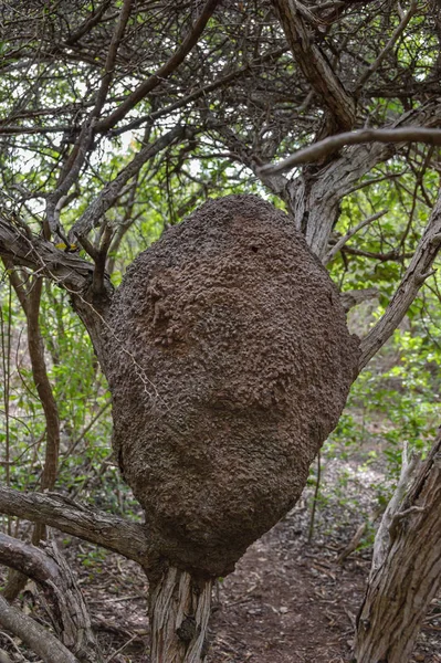 Деревянное термитное гнездо в тропическом лесу . — стоковое фото