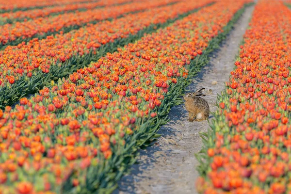 Ein Hase Lepus Europaeus Sitzt Einem Tulpenfeld Zwischen Den Blumenreihen — Stockfoto